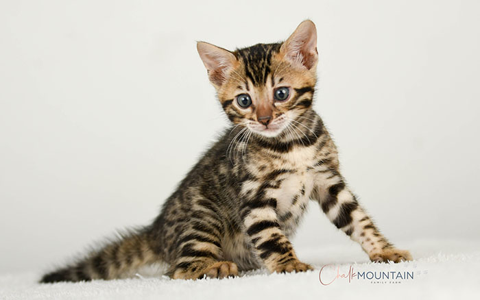 Bengal kitten for sale